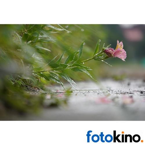 Sony Alpha a6100 Mirrorless Digital Camera with 16-50mm Lens - Image 27