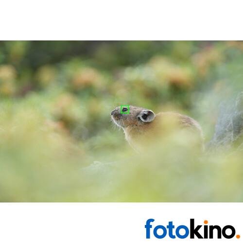 Sony a7RV Cámara Mirrorless - Image 37