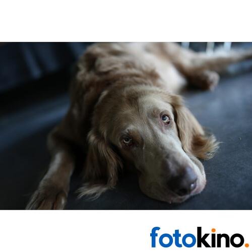 Sony a7C II Camara Mirrorless (Plateada) Solo Cuerpo - Image 17