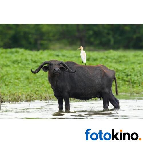 Sony a6700 Cámara Mirrorless (solo cuerpo) - Image 32