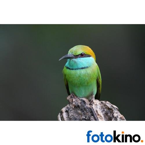 Sony a6700 Cámara Mirrorless (solo cuerpo) - Image 35